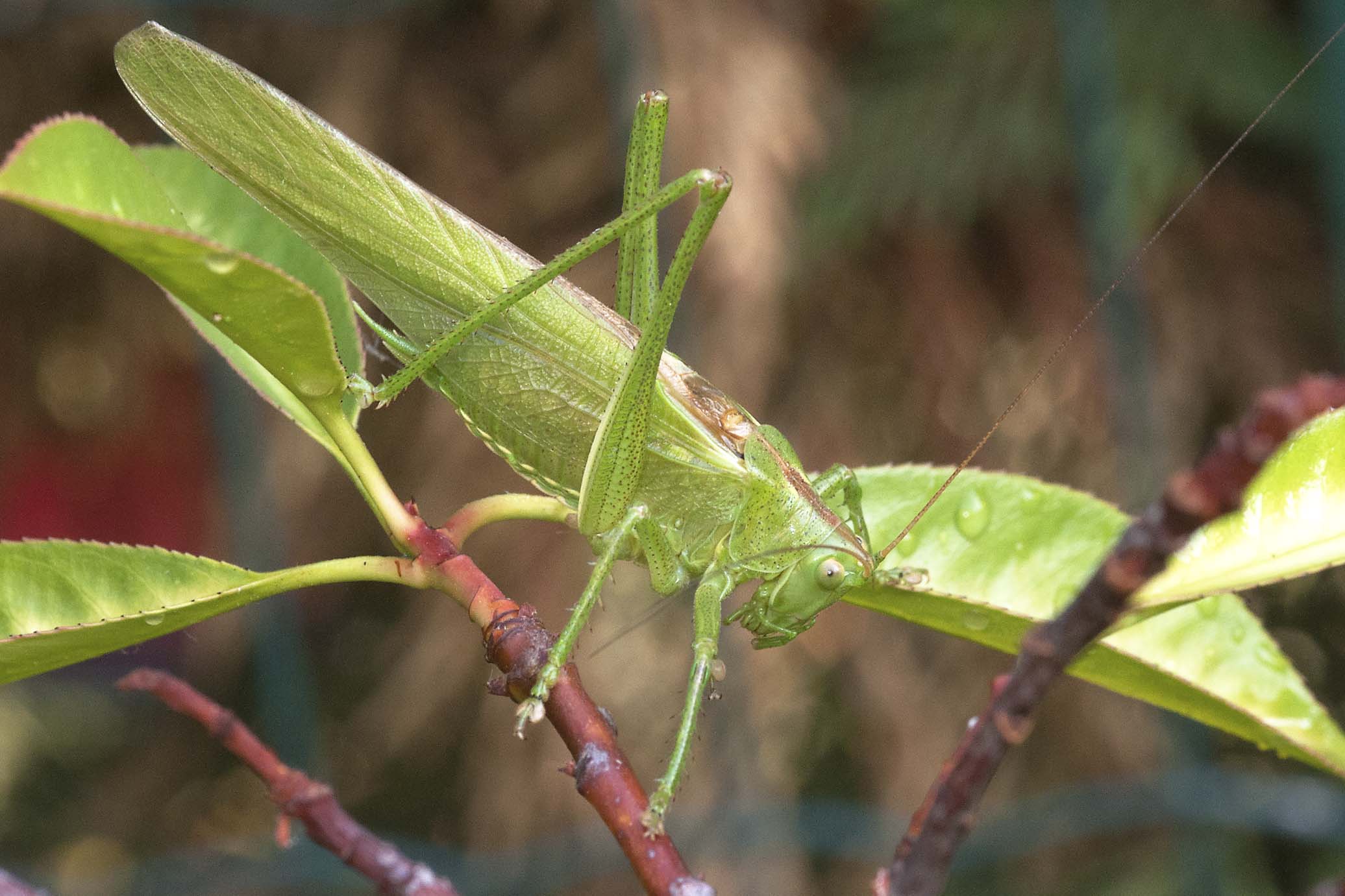 Tettigonia viridissima